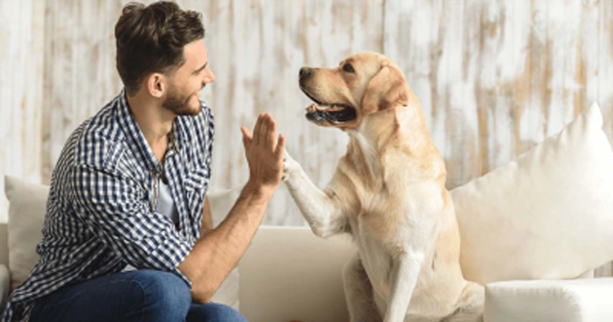 Meeting your new dog. 4 tips to help you