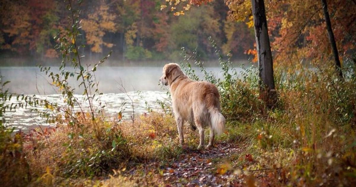 Some favorite outdoor fall activities to do with your pet