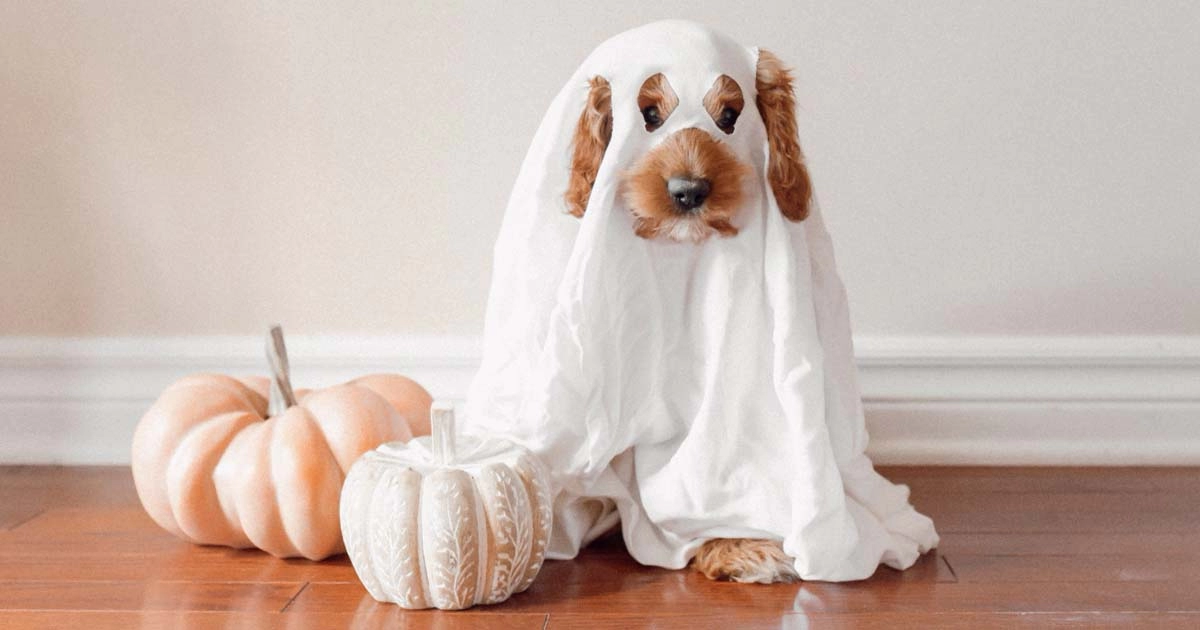 Help make your dog’s Halloween costume a pleasant experience