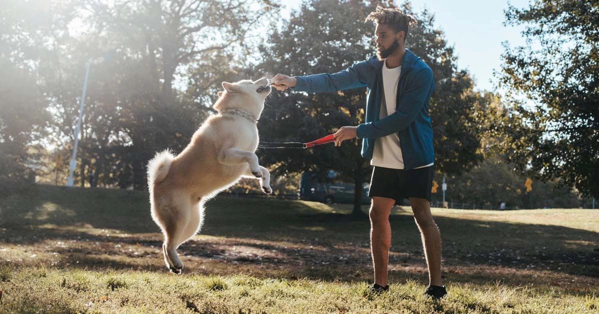 Initiating basic dog obedience training: A step-by-step guide for beginners