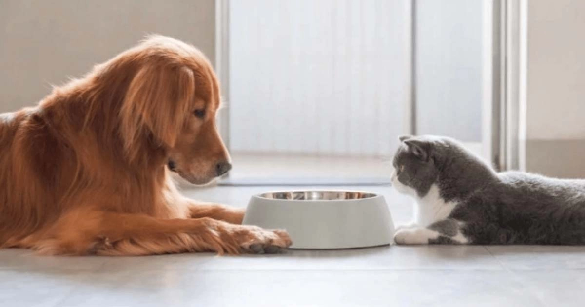 Dogs will eat almost anything - cats, not so much. Here’s why.