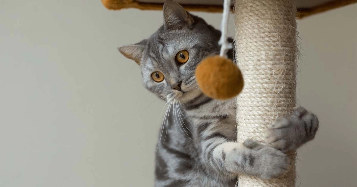 Cat playtime: A vital element for feline well-being