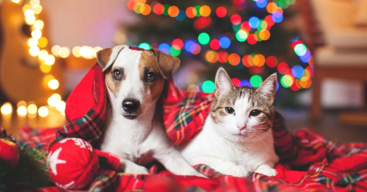 Smart Christmas gifts ideas for pets. What will Santa bring?