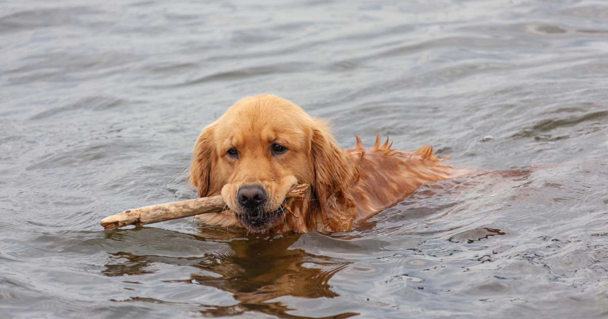 Water dogs: Top 5 water dog breeds which are great swimmers