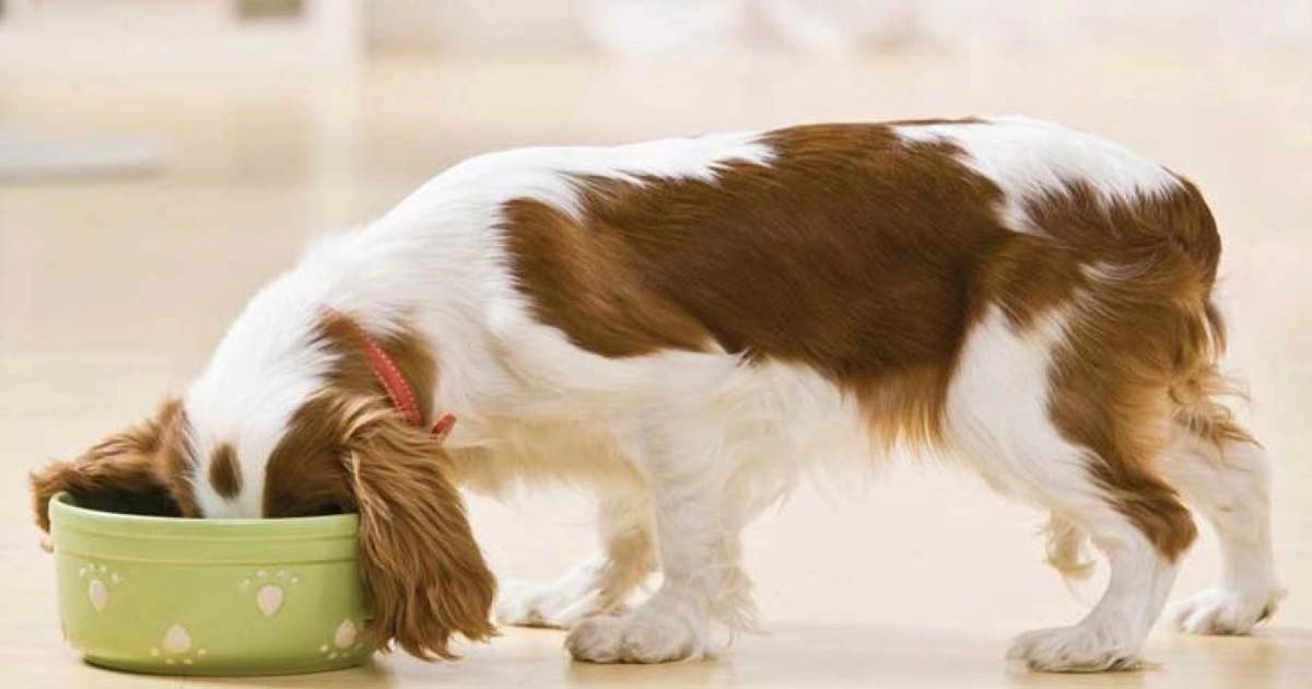 Raw diet: Should my dog be on a raw food diet?