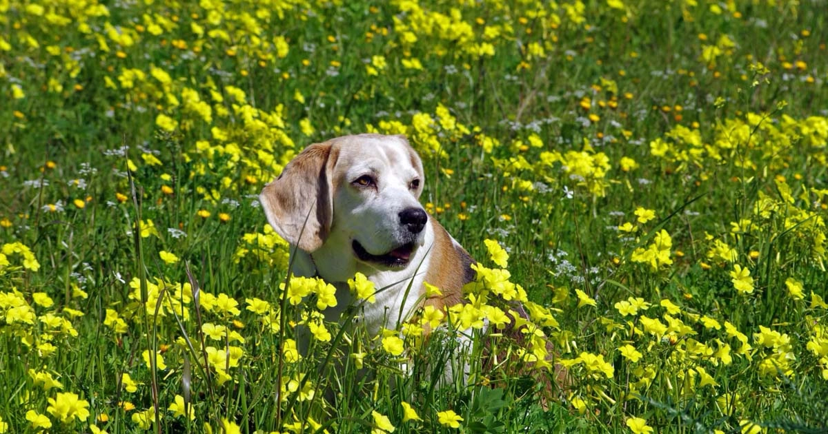 Spring allergies: Does your dog suffer from Spring allergies?