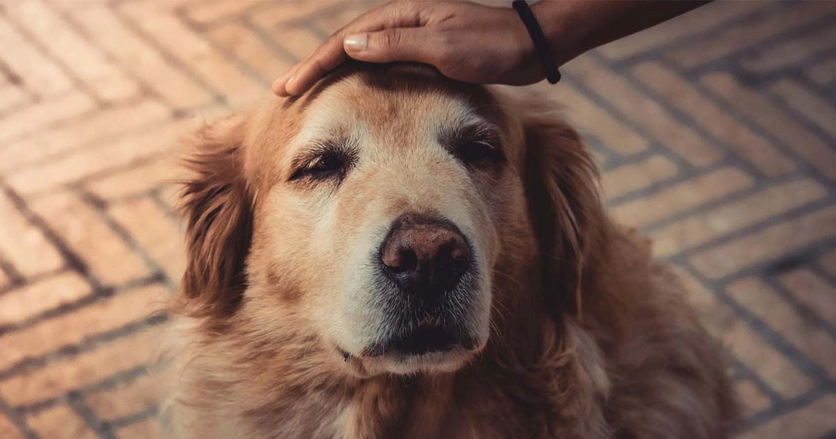 Caring tips for pet owners with senior dogs