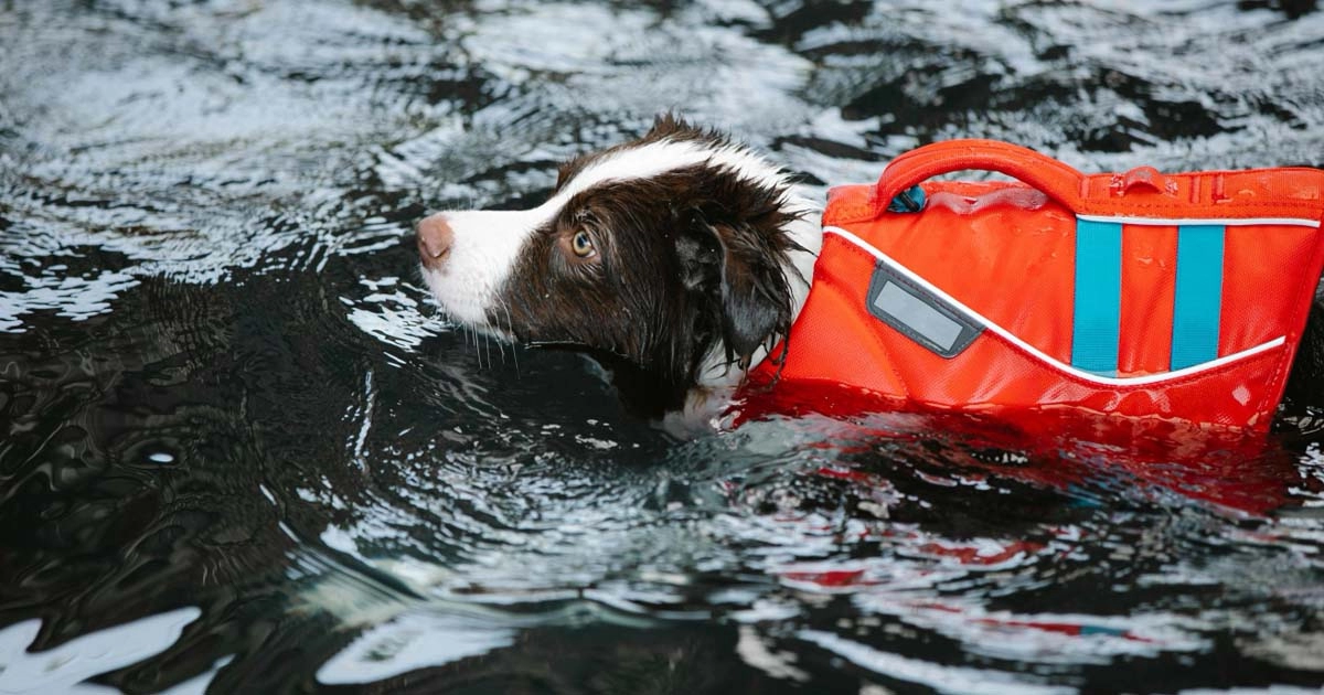 How to safely introduce your dog to water