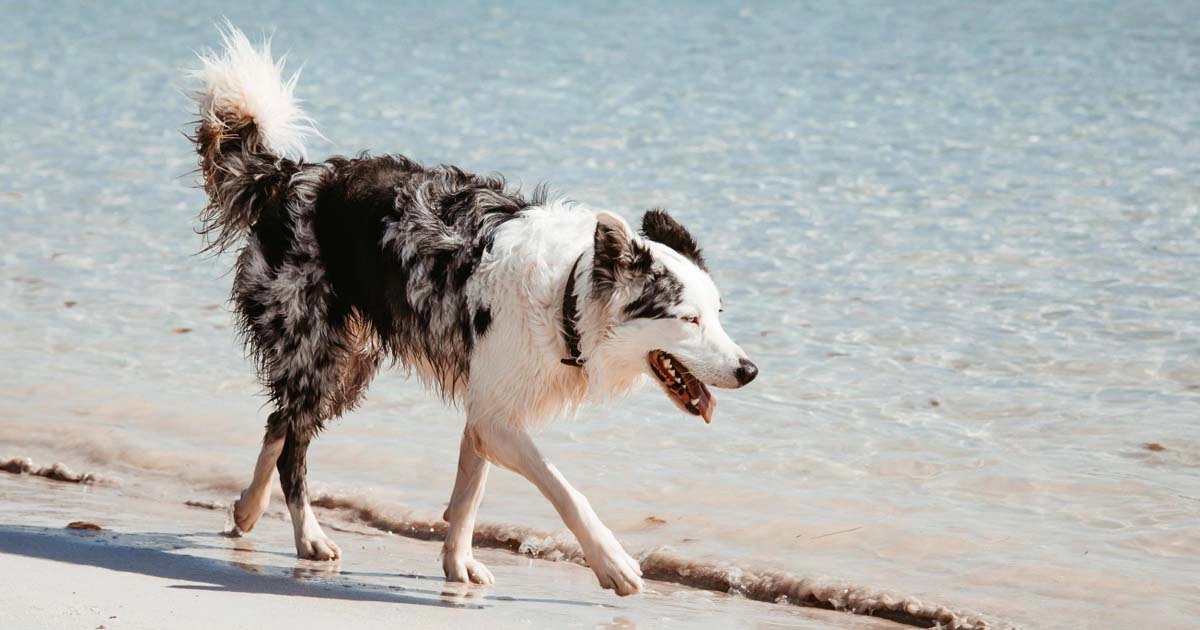 What to do if your dog drinks sea water