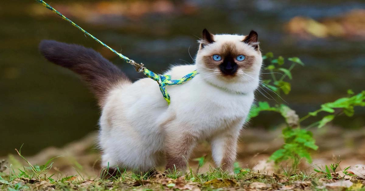 How to walk your cat on a leash (7 easy steps);