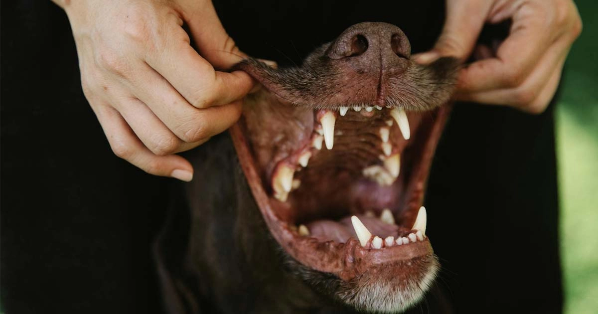 Is a dog’s mouth really cleaner than a human’s?