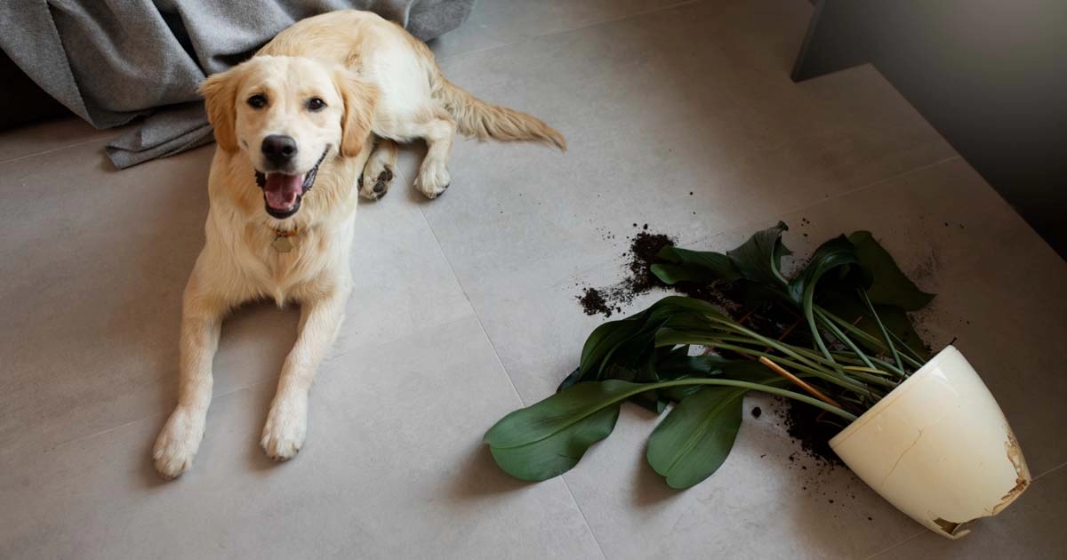 Toxic houseplants: Keeping your pets safe from harmful greens